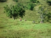 Trilha Fazenda São Pedro 2008